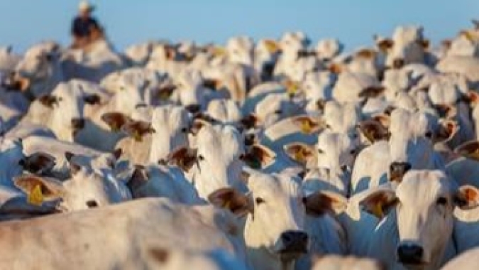 Boi/Cepea: Preço do boi volta a patamar real de jul/18