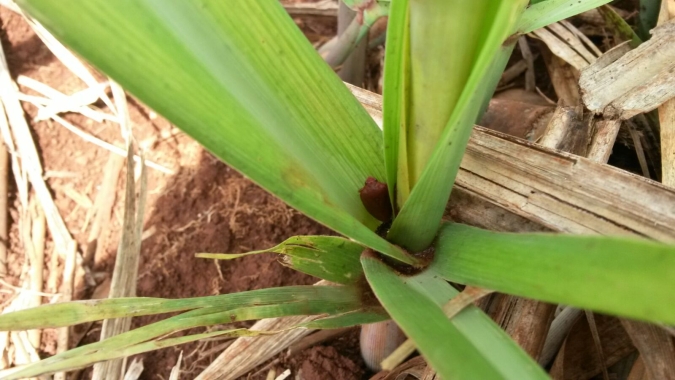 Agricultura do RS emite alerta fitossanitário para cigarrinha do milho