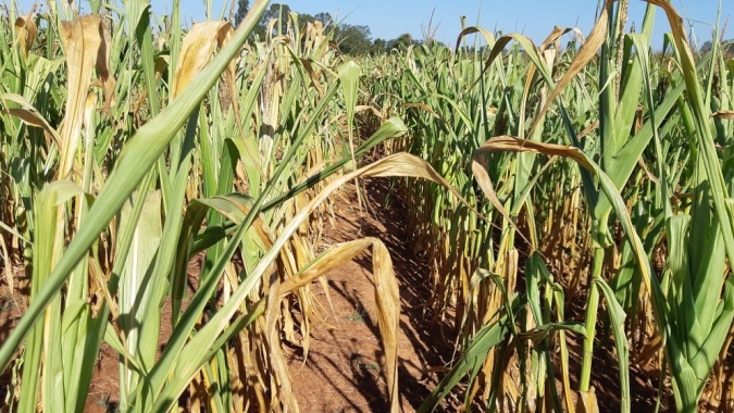 Emater aponta que Rio Grande do Sul deve ter área de milho 1% maior nesta safra