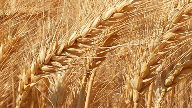 Trigo abre estável em Chicago, mas queda na produção brasileira pode sustentar preços no país