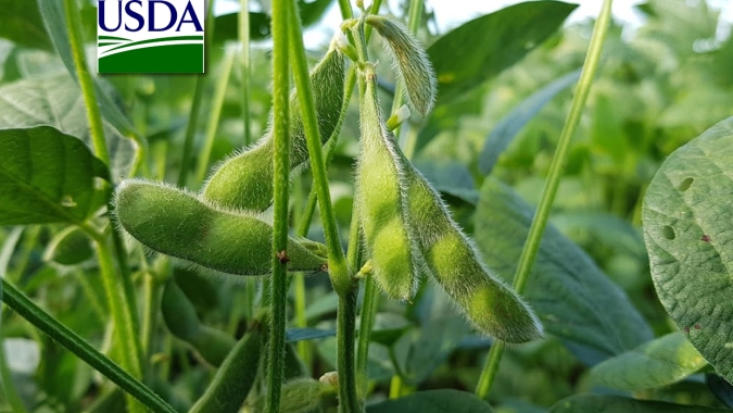 USDA reduz classificação de soja e milho dos EUA com lavouras boas ou excelentes