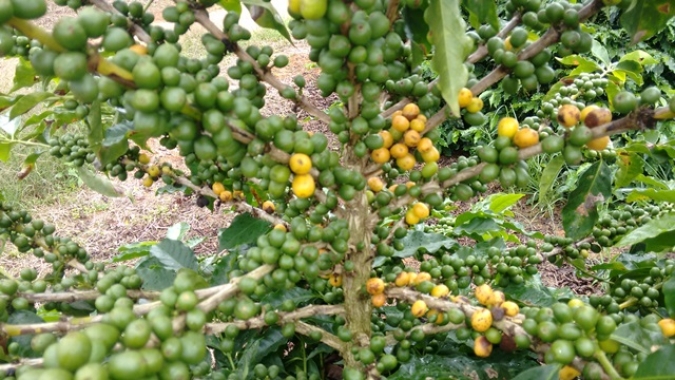 Feira do Cerrado reúne produtores de café em Monte Carmelo