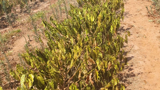 Além da seca, altas temperaturas castigam café em Minas Gerais: Ibiraci já tem 30% de perda consolidada para 2021