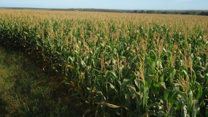 Chuvas melhoram as condições das lavouras de milho da Argentina enquanto plantio vai à 91%