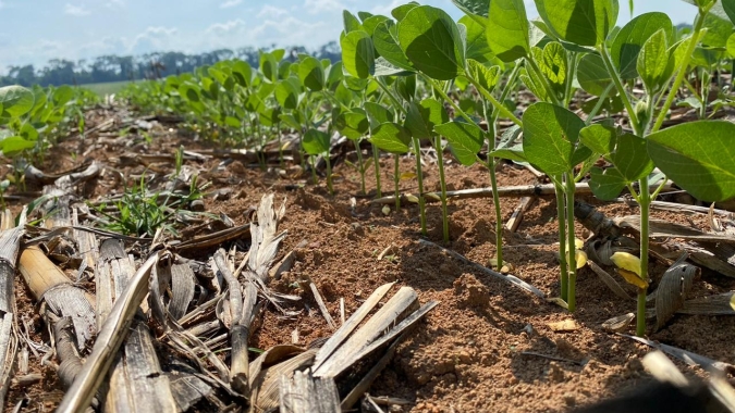 AgRural: Com 90% da soja plantada, produtores aguardam chuvas mais regulares