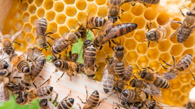 Genética de abelhas e técnicas de coleta adequadas melhoram produção de pólen e própolis