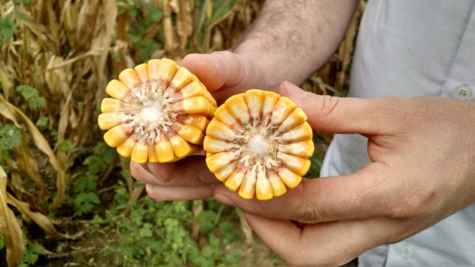 Chicago cai nesta 5ªfeira após o USDA e acumula 13% de desvalorização mensal