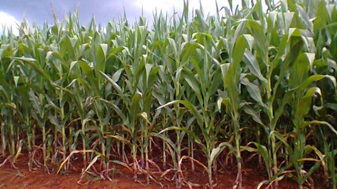 Soluções biológicas e manejo inteligente: como a agricultura brasileira pode enfrentar o déficit hídrico nas lavouras