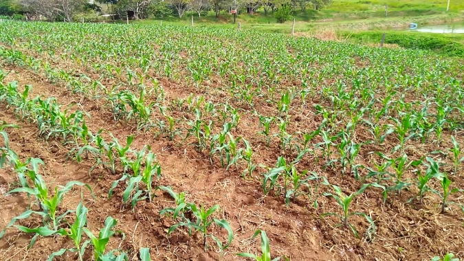 Chuvas ajudam desenvolvimento do milho em Mineiros/GO e expectativa é de boa produtividade