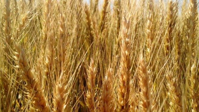 Consumo e produção de trigo crescem e impactam positivamente Região dos Campos Gerais