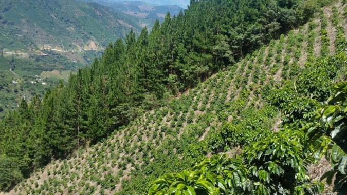 Exclusivo ao NA: "Praticamente não temos café", relata produtor colombiano
