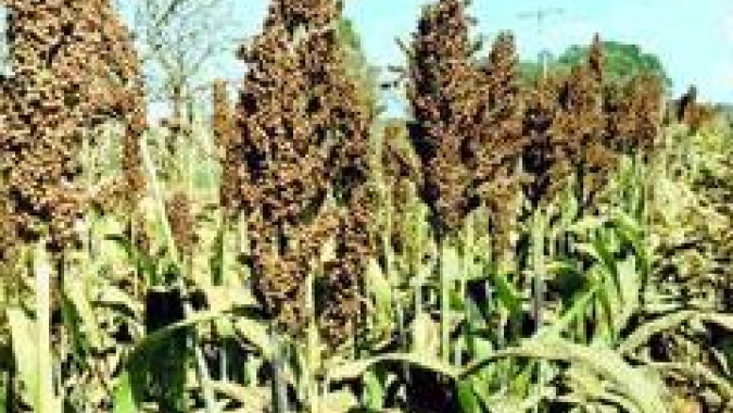 Avança área destinada ao sorgo em MS e pesquisas se voltam à cultura