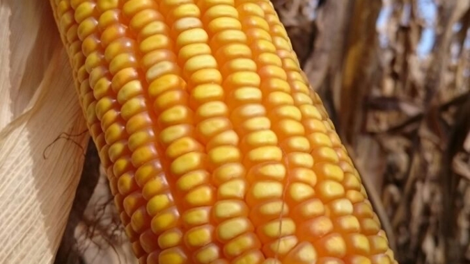 Agronegócio catarinense busca alternativas para o abastecimento de milho