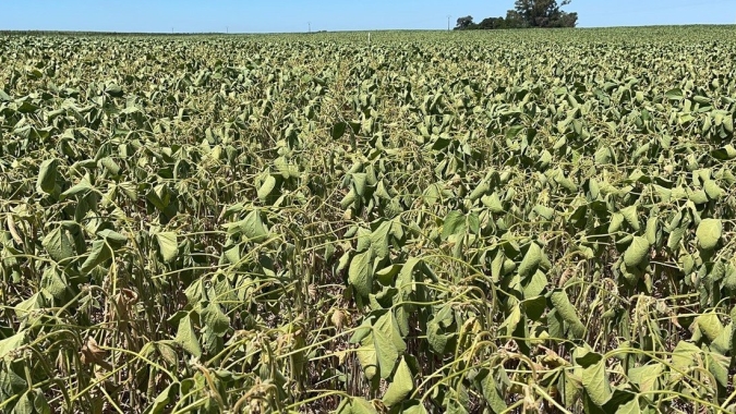 Bolsa de Rosário corta safra de soja da Argentina de 49 para 45 mi de t; seca persiste