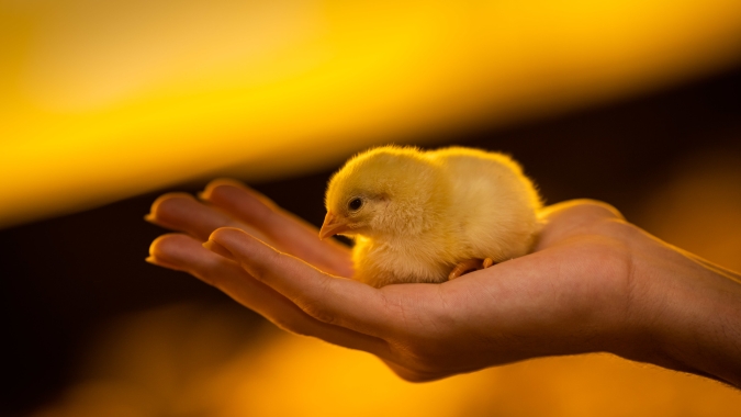 Bronquite infecciosa é a doença que mais ameaça avicultura brasileira, causando prejuízos e sofrimento aos animais, diz especialista