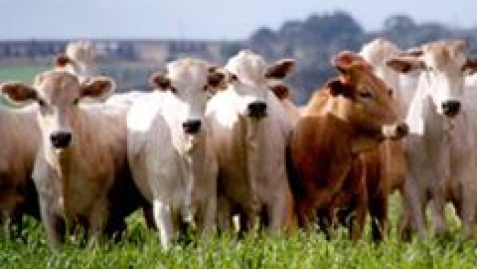 Protocolo inédito Carne Baixo Carbono permite aumentar lotação no pasto com sustentabilidade