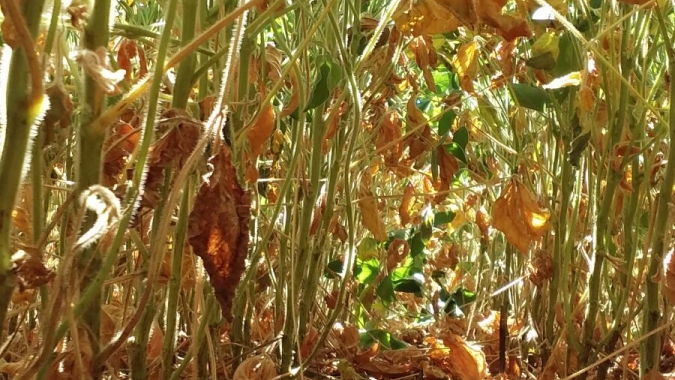 Secretaria da Agricultura monitora os efeitos da estiagem em Santa Catarina