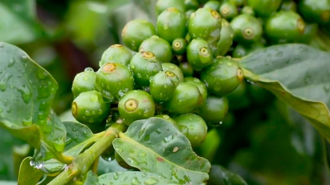 Café: Arábica e robusta operam com ajustes, mas monitoram estoques e clima no BR