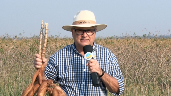 Solução para terras arenosas, mandioca