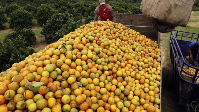 Citros/Cepea: Preço da laranja cai no segmento in natura, mas sobe na indústria