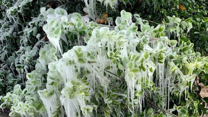 Perdas com frio podem chegar a US$ 300 milhões no Texas
