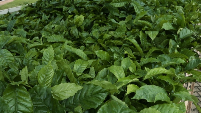 Governo de Rondônia lança edital de licitação para aquisição de 3 milhões de mudas de café