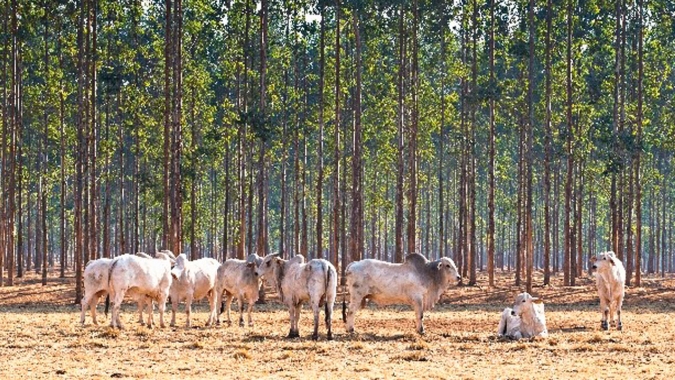 Carbono Neutro traz reflexos positivos ‘de ponta a ponta’ na produção agropecuária
