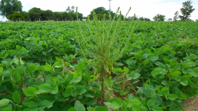 Plantas daninhas resistentes é tema de webinar da Embrapa Soja