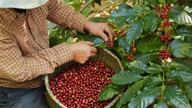 Café/Cepea: Colheita do robusta deve ganhar ritmo em breve