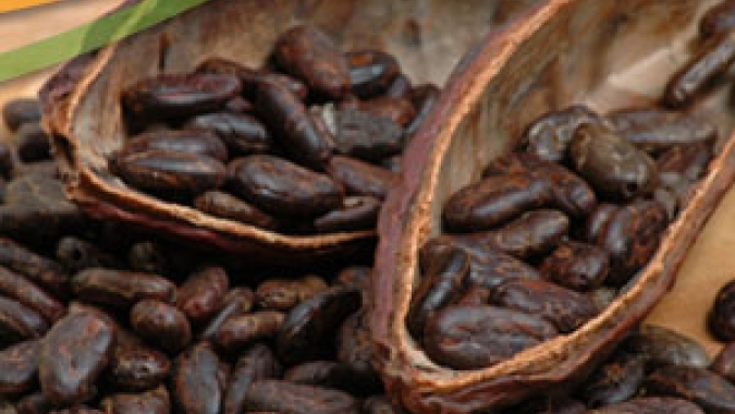Recebimento de amêndoas de cacau nacional cresce 44% em abril