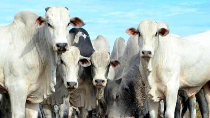 Agrobrazil: Último dia de abril apresenta um mercado com movimentos mistos e estabilidade em metade das praças monitoradas