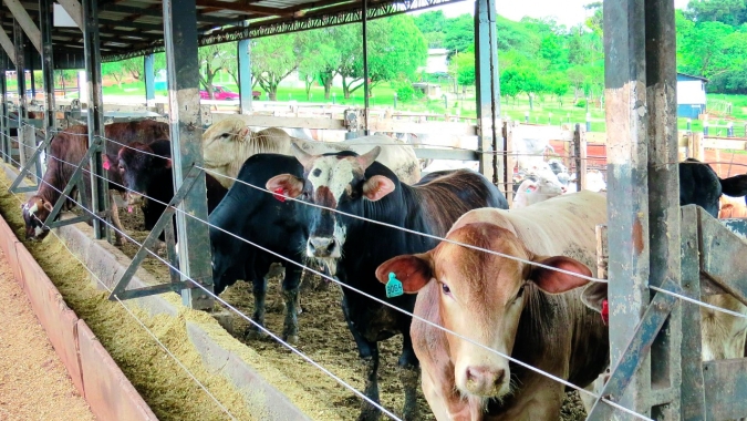 Arroba do boi gordo tem viés de alta, mas ainda é difícil projetar um teto para os preços, diz analista
