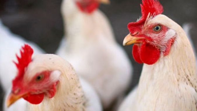 Desempenho exportador das carnes nas quatro primeiras semanas de abril