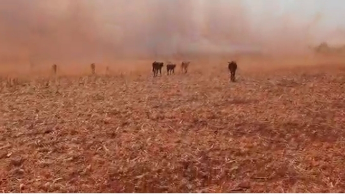 Goiás sofre com incêndios queimando áreas produtoras e bloqueando estradas