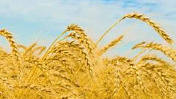 Trigo/Cepea: Valor externo continua em queda; no BR, média segue recorde