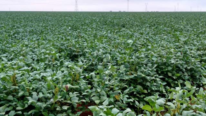 MT: Primeiras áreas colhidas de soja têm produtividade variando de 20 a 75 sacas/ha, avalia Fundação MT
