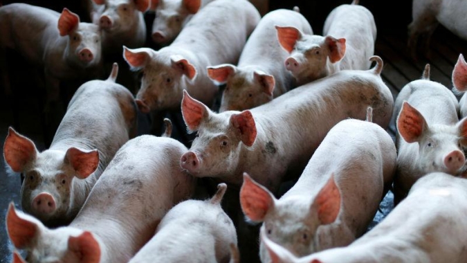 Suínos/Cepea: Preços do vivo e da carne recuam; cai poder de compra frente ao farelo