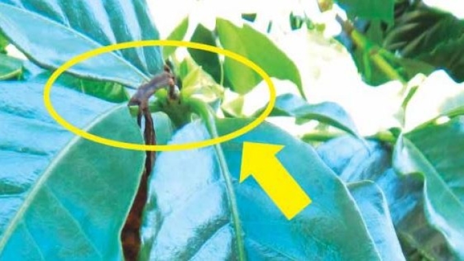 Outono favorece incidência da Phoma nos cafezais: Praga pode resultar em até 43% de quebra na produção