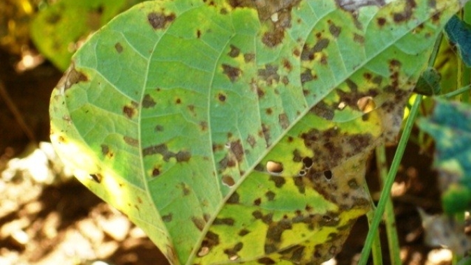 Bacteriose é uma doença comum no feijoeiro