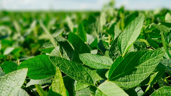 Colheita da soja avança em Tapurah/MT e expectativa é de boa produtividade e rentabilidade