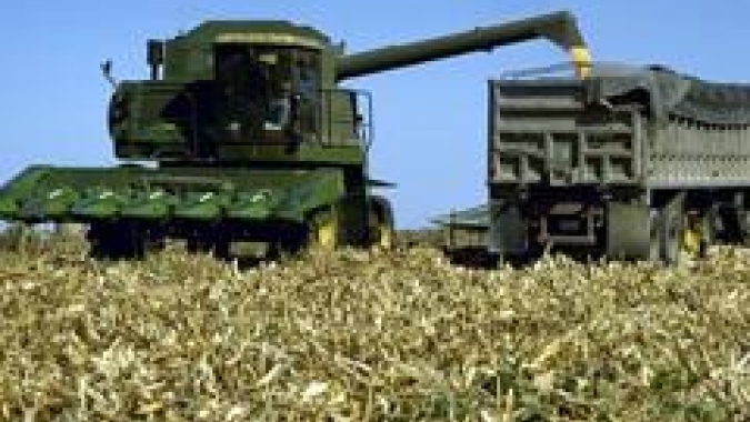 Colheita de milho em MT avança a 32,41%, enquanto a de algodão tem início, diz Imea