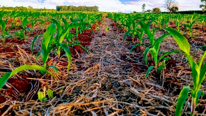 Minas Gerais plantou o milho fora da melhor janela, mas chuvas compensaram para desenvolvimento das lavouras