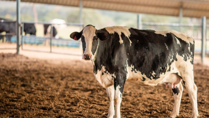 Planejamento nutricional de matrizes garante melhores resultados na estação de monta