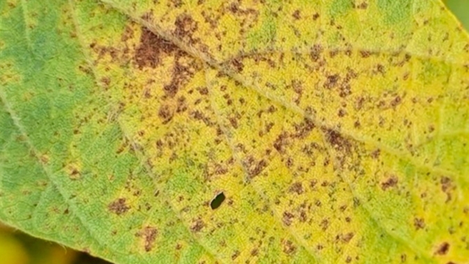 IDR-Paraná avalia safra 20/21 de soja como de baixa pressão para ferrugem no estado devido às condições climáticas