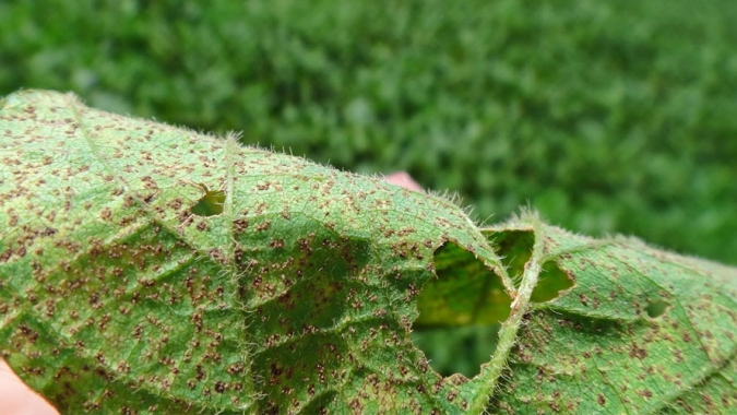 Fungo da ferrugem vem se multiplicando nas plantas guaxas de soja e pode ser detectado a qualquer momento em lavouras comerciais