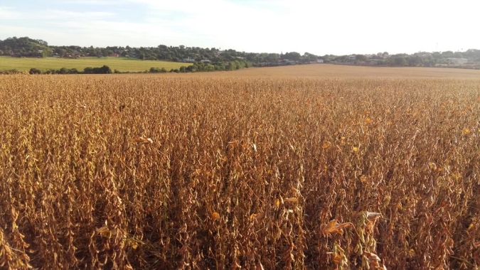 Colheita da soja atinge 10% da área plantada em Nova Xavantina/MT e produtividade é até 20% menor