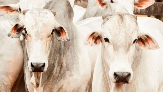 Boi/Cepea: Preços da carne no atacado atingem máximas do ano