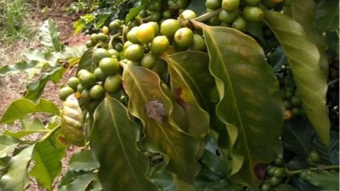 Procafé: Algumas variedades de café são mais exigentes de magnésio