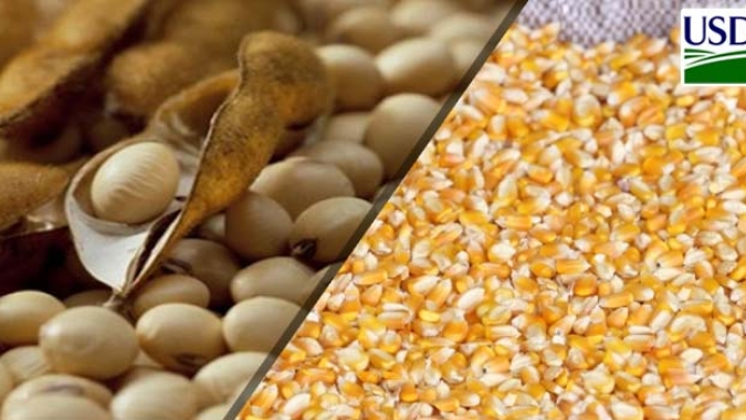 USDA informa novas vendas de milho e soja da safra 2023/24 dos EUA nesta 5ª feira