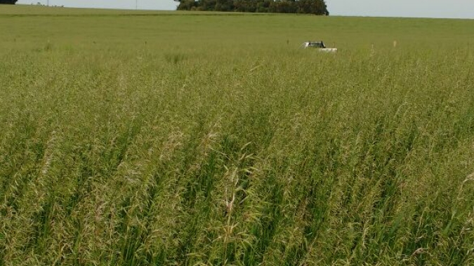 Referência na agropecuária do Estado, IDR-Paraná comemora 50 anos de pesquisa